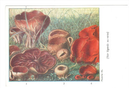 CPSM CHAMPIGNONS D EUROPE PEZIZE ACETABULE  PAR ROGER HEIM PUB TERRAMYCINE - Hongos