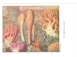 CPSM CHAMPIGNONS D EUROPE CLAVAIRE CALOCERE   PAR ROGER HEIM PUB TERRAMYCINE - Hongos