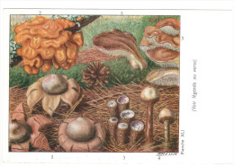 CPSM CHAMPIGNONS D EUROPE GEASTRE TREMELLE CYATHE TULOSTOME TREMELLODON   PAR ROGER HEIM PUB TERRAMYCINE - Pilze