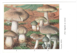 CPSM CHAMPIGNONS D EUROPE TRICHOLOME DIVERS  PAR ROGER HEIM PUB TYZINE - Champignons