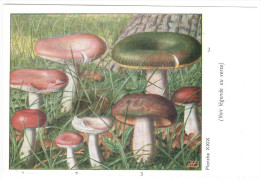 CPSM CHAMPIGNONS D EUROPE RUSSULE AUTRES  PAR ROGER HEIM PUB TYZINE - Champignons