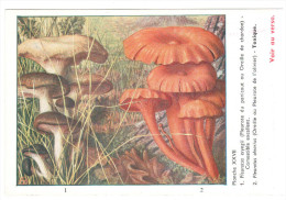 CPSM CHAMPIGNONS D EUROPE PLEUROTE  PAR ROGER HEIM PUB TERRAMYCINE - Paddestoelen