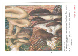 CPSM CHAMPIGNONS D EUROPE PLEUROTE AUTRES  PAR ROGER HEIM PUB SALAZOPYRINE - Mushrooms