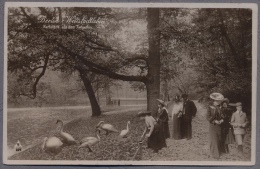 Berlin Park Tiergarten  Weltstadtleben  Schwanen  Uber 1910y. B908 - Tiergarten