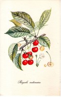 A 4053 -  Fiori Frutti Alberi - Trees