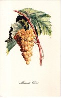A 4056 -  Fiori Frutti Alberi - Árboles