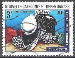 Nouvelle-Calédonie 1974 Yvert Poste Aérienne 150 O Cote (2015) 0.90 Euro Mollusque Ovula Ovum - Gebruikt