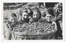 VENDANGES EN CHAMPAGNE (51) Un Panier Bien Paré Belle Animation - Autres & Non Classés