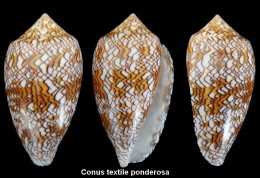 Conus Textile Ponderosa - Conchiglie