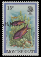 MONTSERRAT 1981 Hogfish Fish 15c  OVPT:OHMS ERROR:shift    [Fehler,erreur,errore,fout] - Montserrat