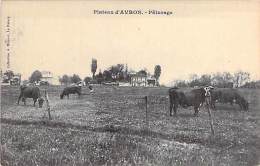 93 - PLATEAU D'AVRON : Paturage ( Troupeau De Vaches ) CPA - Seine Saint Denis - Sonstige Gemeinden