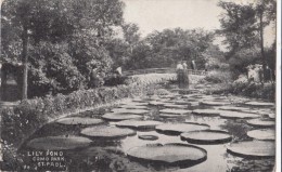 LILY POND, COMO PARK, ST. PAUL, 1912 Used Postcard [16813] - St Paul