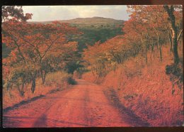 CPM Zimbabwe Msasa Trees - Zimbabwe