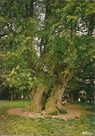 80600 LUCHEUX - L' ARBRE Des EPOUSAILLES Vers 1960 - Lucheux