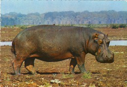 AFRICA, Hipopotamo, 2 Scans - Angola