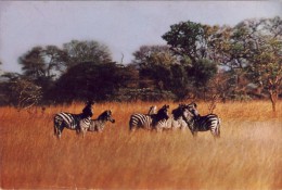 ANGOLA, Museu De Hitória Natural, Zebra, 2 Scans - Angola