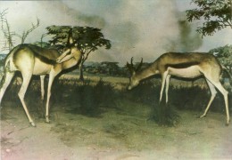 ANGOLA, Museu De Hitória Natural, Cabra De Leque, 2 Scans - Angola