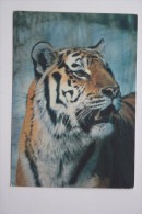 OLD USSR Postcard  - TIGER PHOTO By Nikolsky  - 1985 - Tigres