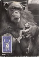 CHIMPANZEES, CM, MAXICARD, CARTES MAXIMUM, OBLIT FDC, 1962, CZECHOSLOVAKIA - Chimpancés