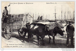 SAINT-PIERRE ET MIQUELON - PECHE A LA MORUE MORUTIERS - ATTELAGE ST PIERRAIS - LA MORUE EN CAISSE - Saint-Pierre-et-Miquelon