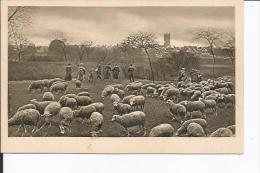 Delcampe - 80 PERONNE IM FRIEDEN TROUPEAU DE MOUTONS - Peronne