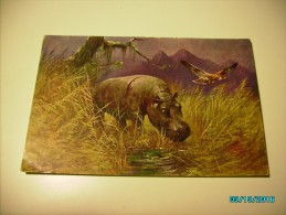 HIPPO , EAGLE , HUNTING , MUELLER  MÜLLER  , OLD POSTCARD , 0 - Mueller, August - Munich