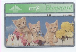 Chat Cat Katze Télécarte Phonecard   R165 - BT Generales