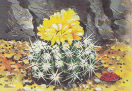 38713- CACTUSSES - Sukkulenten