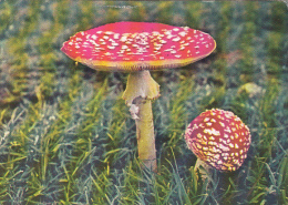 38719- MUSHROOM - Pilze