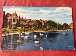 UK Swans On Canoe Lake , Southsea 1966 - Portsmouth