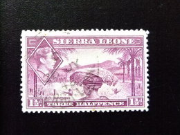 SIERRA LEONE 1938 Yvert Nº 160 A º FU - GEORGE VI RECOGIDA DEL ARROZ - Sierra Leone (...-1960)