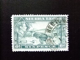 SIERRA LEONE 1938 Yvert Nº 165 º FU - GEORGE VI RECOGIDA DEL ARROZ - Sierra Leone (...-1960)