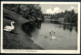 Berlin - Wilmersdorf, Partie Im Hindeburgpark,Schwäne, Aßmuß - Verlag, Spandau - Wilmersdorf