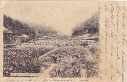 Iris Garden At Isogo Near Yokohama (précurseur, Colorisée, 1904) - Yokohama