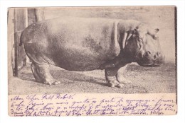 Hippopotame Carte Voyagée En 1905 - Hippopotamuses