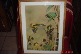 Pastel Chardonneret Signé A.Vincent Encadré Annéees 50- 60.32,5x42,5 Cms. - Pastel