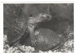 CPSM DEUX TORTUES SE GRIMPANT DESSUS PHOTO PARBST RAPHO 1988 - Turtles
