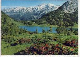 TAUPLITZ - Tauplitzalm M. Großsee, Alpenrosenblüte .... - Tauplitz