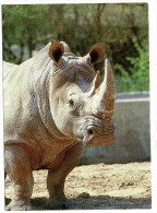 Carte Postale  RYNOCEROS  D AFRIQUE   /  ZOO DE LA PALMIRE  N+85  Non Circulé - Rinoceronte