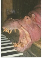 Hippopotame - Hippopotamuses