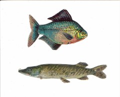 Deux Découpis Anciens "Poissons" - Animali