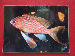 MONACO - MUSEE OCEANOGRAPHIQUE DE MONACO  - " BARBIER " ANTHIAS ANTHIAS - " RARE "  - - Oceanographic Museum