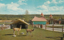 Canada Llamas The Children's Zoo Storyland Valley Edmonton Alberta - Edmonton