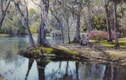 A Beautiful Florida Scene Along Silver River In Famous Silver Springs Florida - Silver Springs