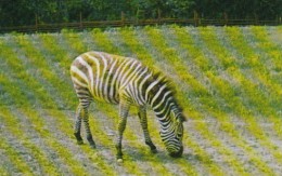 Canada Zebra At Alberta Game Farm Edmonton Alberta - Edmonton