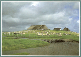 Halligen - Hallig Hamburg - Hamburger Hallig - Halligen