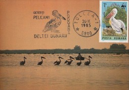 BIRDS, PELICANS, CM, MAXICARD, CARTES MAXIMUM, 1985, ROMANIA - Pelícanos