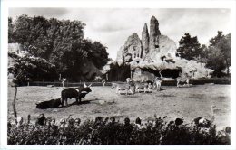 Hamburg Stellingen - S/w Carl Hagenbeck´s Tierpark 2 - Stellingen