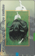 South Africa Chip Phonecard Caffer Buffalo - Jungle