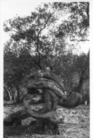 Olivier Millénaire - Mallorca - Olivo Milenario - Trees